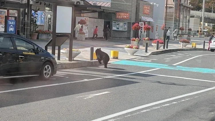 岩手縣宮古市車站外有熊出沒，路人嚇到拔腿就跑。翻攝自X