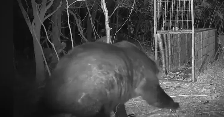 北海道出現塞不下捕獸籠的巨型棕熊，體重推估破400公斤。翻攝自北海道新聞