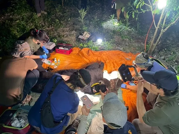 台灣黑熊掠食犬隻遭開槍擊退，傷重不治。林保署花蓮分署提供
