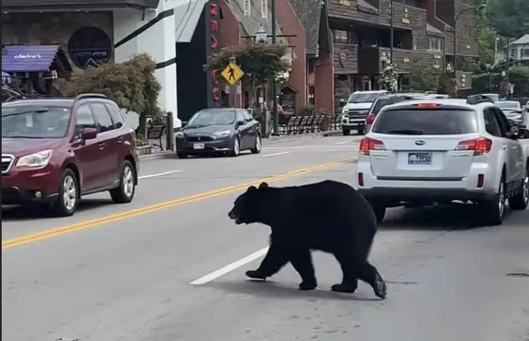 岩手县宫古市的熊在马路上行走。翻摄自X