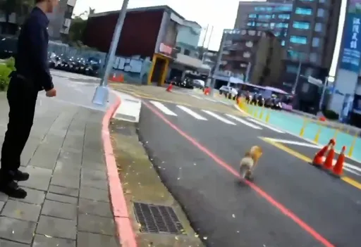 大安警寻获走失毛小孩　「嫌犯」却跑了！警狂奔追逐「牠」消失街头