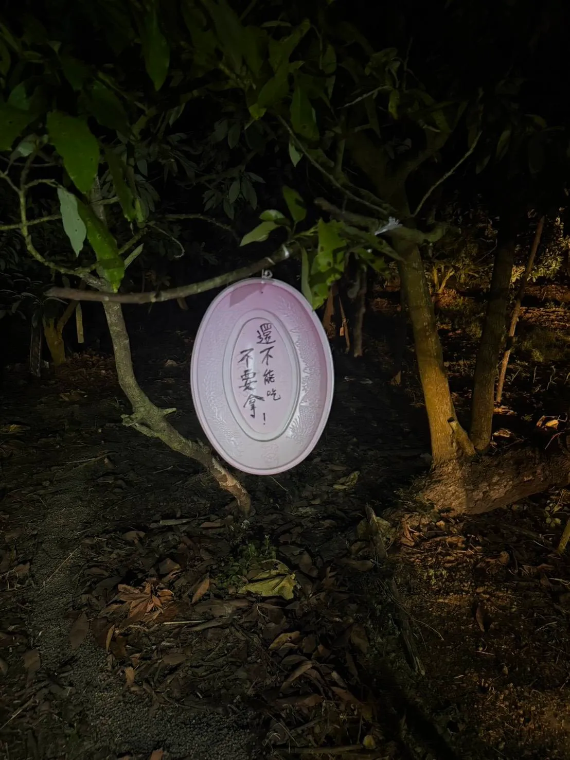 芭乐冬天品质好、脆又甜，价格也渐高，引起宵小觊觎。翻摄画面