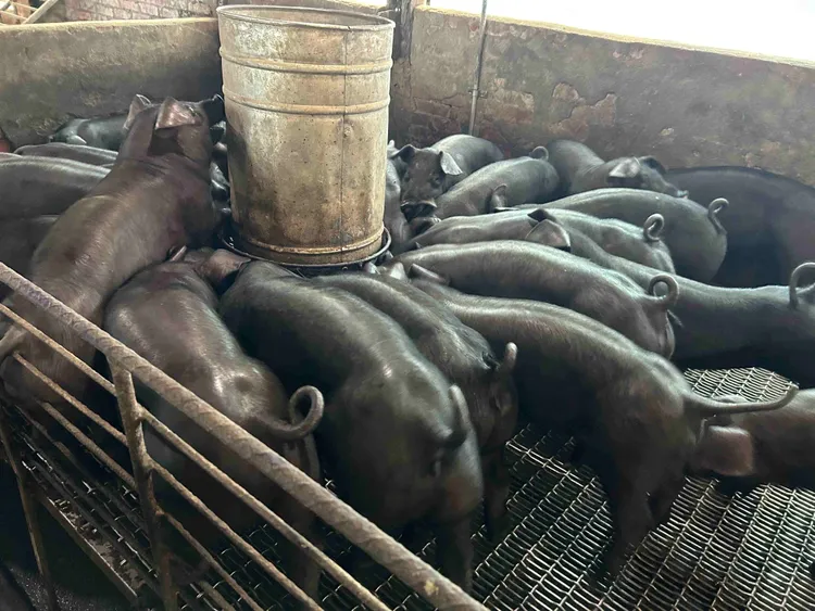 新北加码饲料及设备补贴，协助养猪产业稳定营运，符合资格之养猪场即日起可向新北市养猪协会提出申请。农业局提供