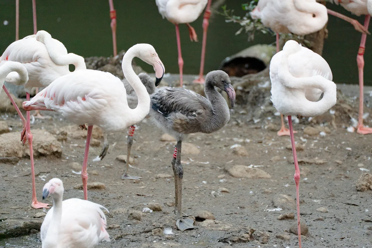 大紅鶴親鳥輪流照顧雛鳥，守護巢區的畫面溫馨又療癒。台北市立動物園提供