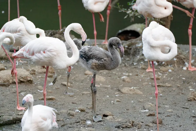 大紅鶴親鳥輪流照顧雛鳥，守護巢區的畫面溫馨又療癒。台北市立動物園提供