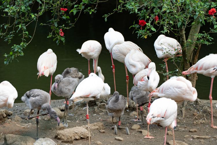 灰灰小毛球報到！台北動物園喜迎6紅鶴寶寶　排隊梳羽可愛爆擊