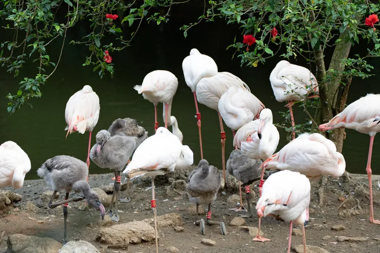 灰絨絨的大紅鶴雛鳥才1-2個月大，可愛模樣曝光。台北市立動物園提供