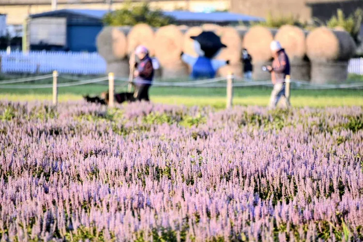 仙草花海。農業局提供