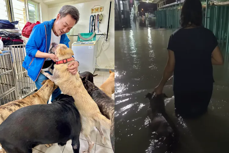 杨怀民打造的宜兰浪浪庇护所在台风暴雨中淹成汪洋，职工们拼命救出动物令人动容。左图翻摄杨怀民脸书、右图翻摄飞翔蜜境-社团法人台湾莉丰慧民 V 关怀动物协会脸书