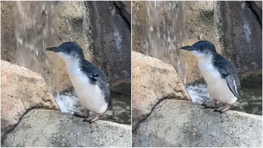 美动物园最长寿小蓝企鹅过生日　25岁比野外企鹅多一倍寿命
