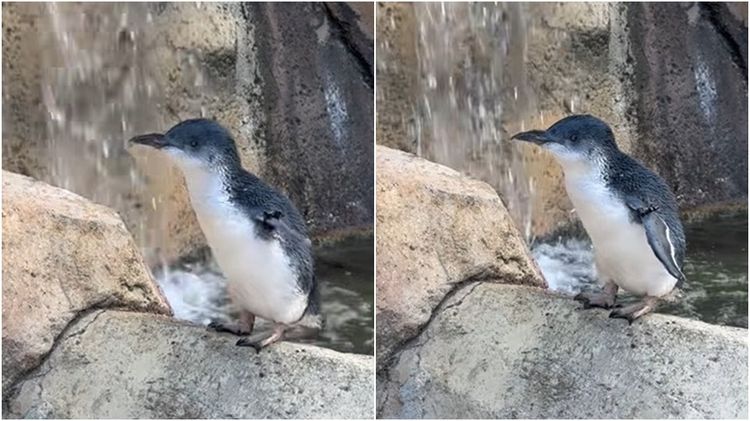美動物園最長壽小藍企鵝過生日　25歲比野外企鵝多一倍壽命