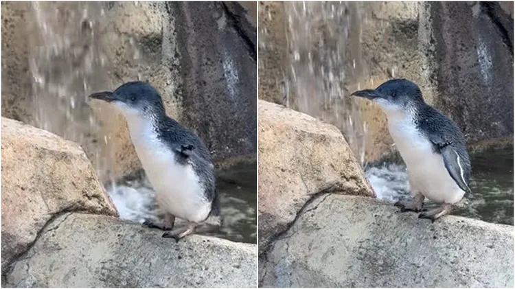 美国辛辛那提的小蓝企鹅拉兹欢度25岁生日，成为世界最高龄的小蓝企鹅。翻摄自辛辛那提动物园脸书