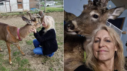救助野鹿10餘年　64歲善心婦在自家被鹿殺死