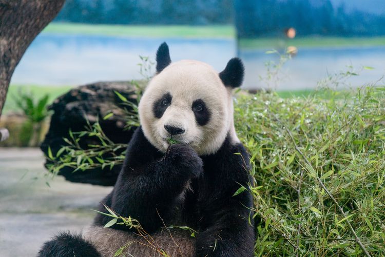 圓圓健檢報告出爐！器官功能穩定　動物園啟動高齡照護