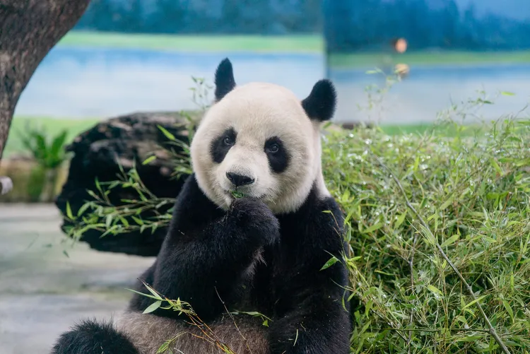 大猫熊「圆圆」健康检查，牙齿整体维持良好。台北市立动物园提供