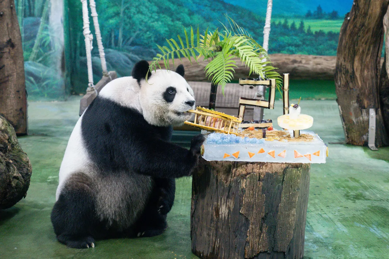 大猫熊圆圆生日时享用竹子。台北市立动物园提供