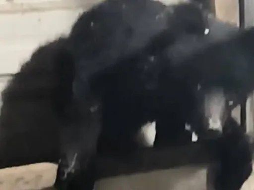 小黑熊翻窗闖廚房找雞吃影片吸萬人點閱　網友質疑是AI