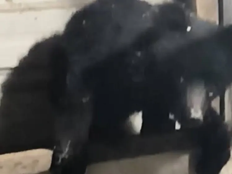 黑熊翻窗进入一间工寮厨房。翻摄画面