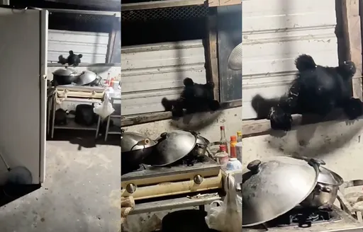 花莲熊出没？小黑熊翻窗闯屋找鸡吃吸万人点阅　网反疑AI