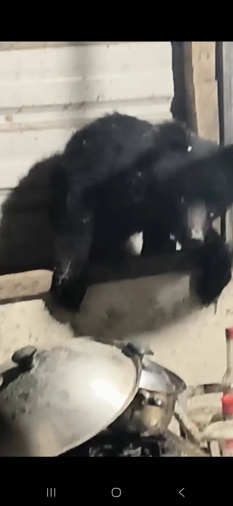 黑熊翻窗進入廚房。翻攝畫面