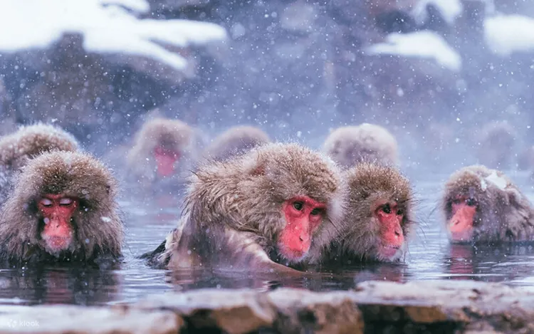Klook地獄谷雪猴溫泉一日遊。業者提供