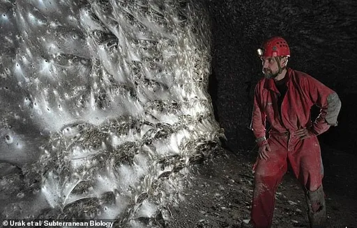 這盤絲洞讓人心驚驚！世界最大蜘蛛網　11萬隻住這裡