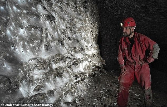 這盤絲洞讓人心驚驚!世界最大蜘蛛網 11萬隻住這裡