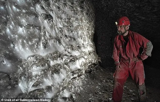 研究团队认为，这应是目前已知的全球最大蜘蛛网。取自网路