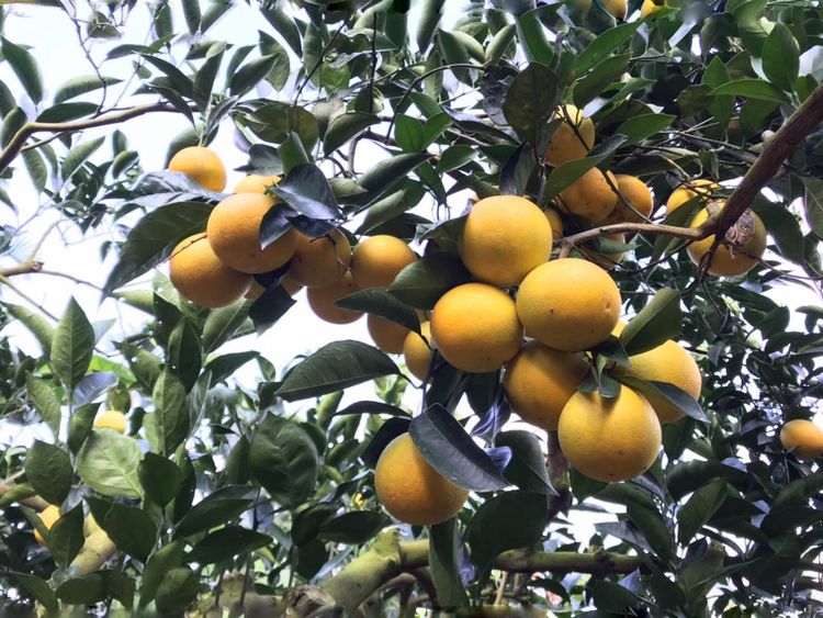 大苑子董座登門道歉　長壽農場：今年不賣石虎柳丁給他們