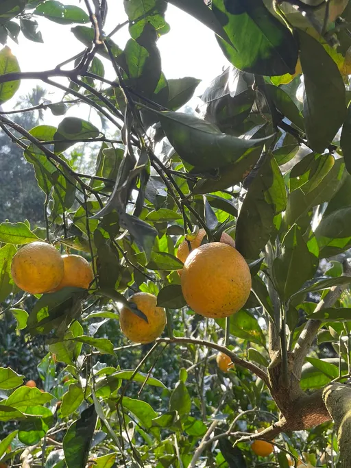 大苑子董座登门道歉　长寿农场：今年不卖石虎柳丁给他们