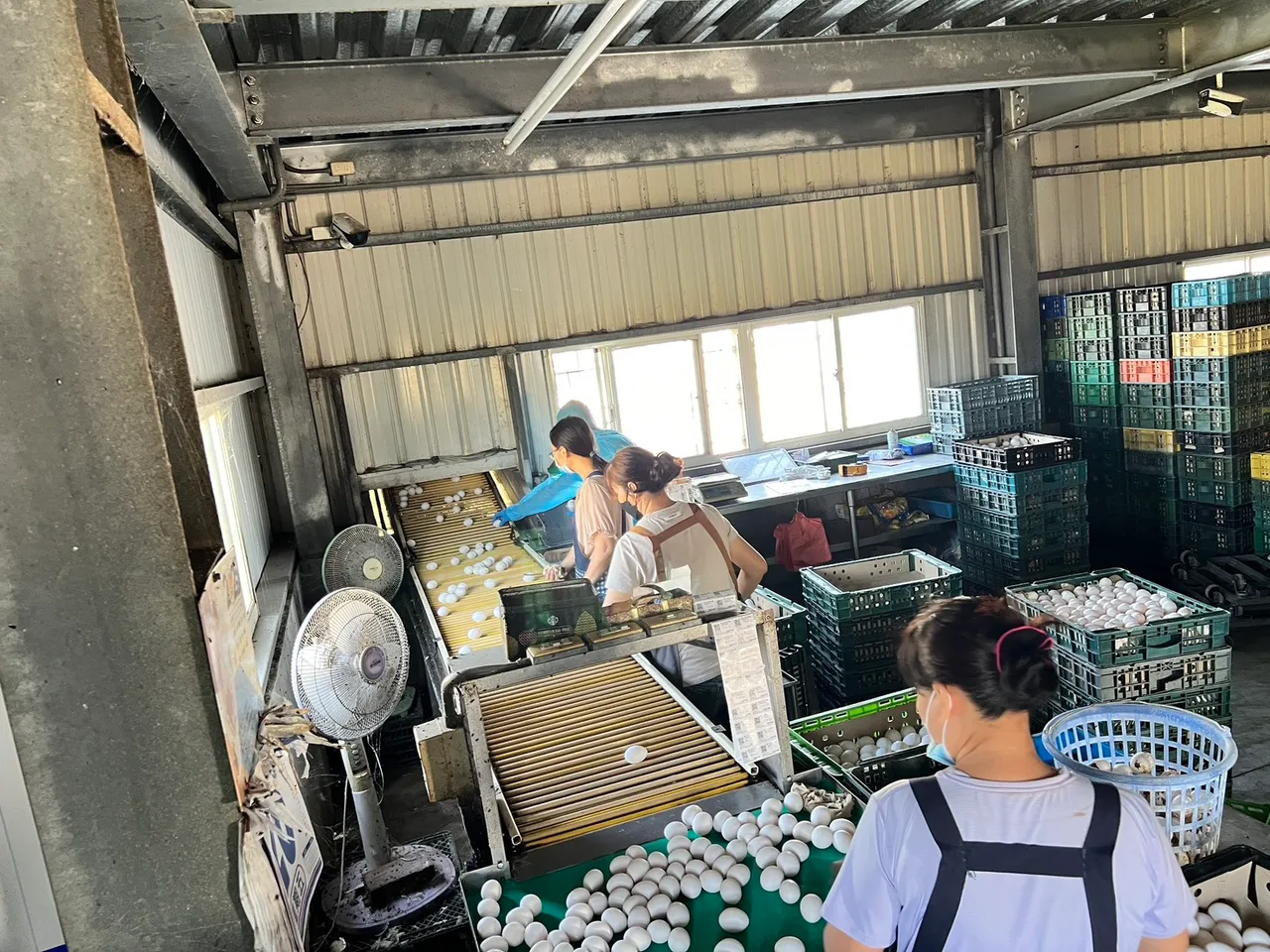 彰化县动防所采验该养鸡场其他鸡蛋。县府提供