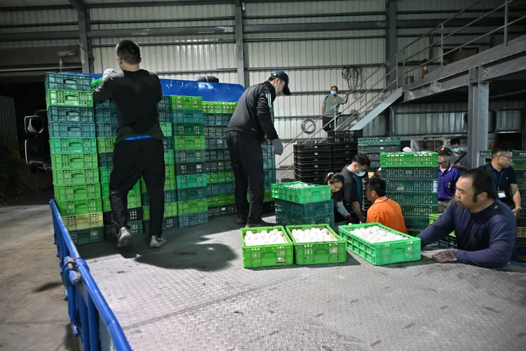 彰化縣府進行管制蛋品銷毀作業。縣府提供