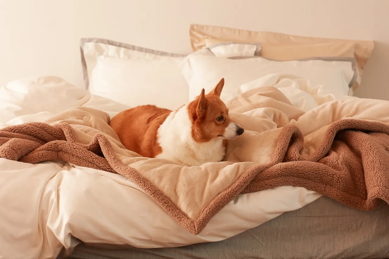 「WARM TOUCH 石墨烯保暖双人暖毛绒双面毯」两件合购价2490元（平均单件仅1245元）。业者提供