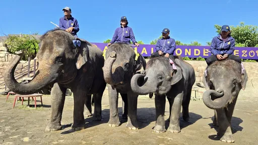 日动物园母象杀人　30岁驯象师帮清大便惨遭踩头夺命