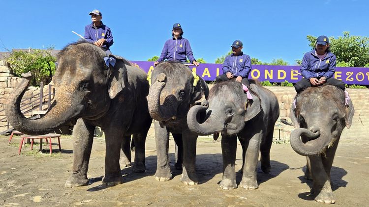 日動物園母象殺人 30歲馴象師幫清大便慘遭踩頭奪命