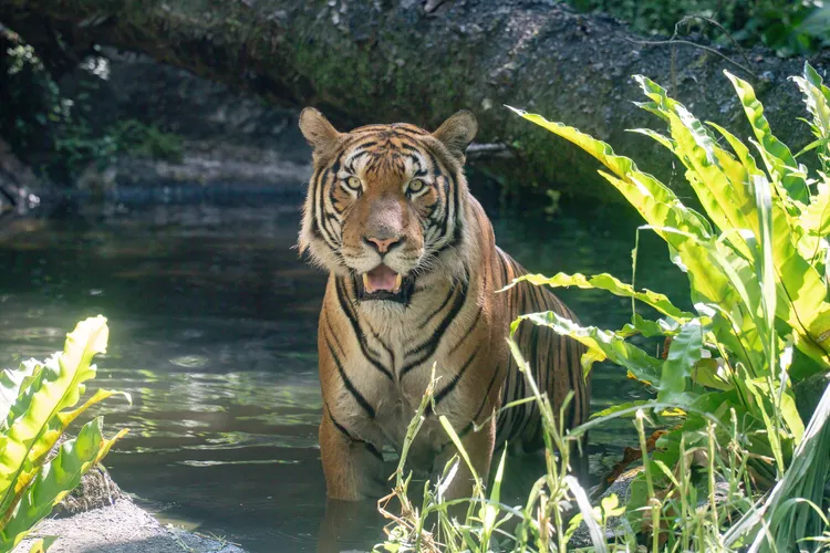 Arhaa有個好脾氣，並且喜愛泡水。台北市立動物園提供