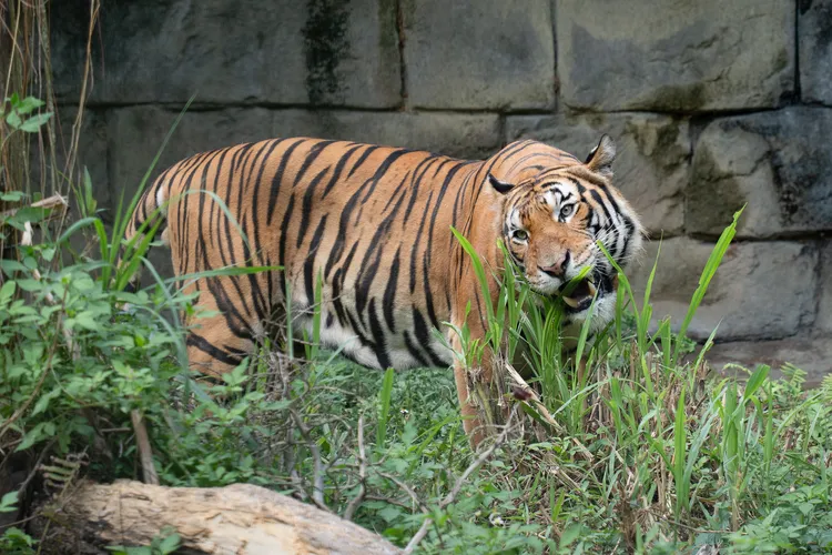 来自新加坡动物园的马来虎「Arhaa」悠闲漫步于热带雨林区，正式与游客见面。台北市立动物园提供