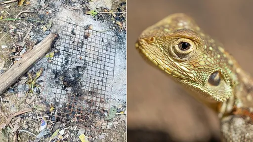 不甩孩童警告有毒　34岁男抓「带卵蜥蜴」烤来吃真被毒死