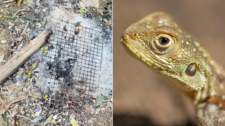 左图为死者烤蜥蜴现场(翻摄自《高棉时报》)。右图为示意图(翻摄自Unsplash)。