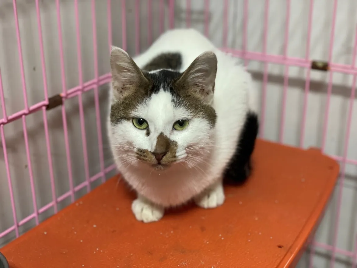 6-7个月的三花猫。台北市动保处提供