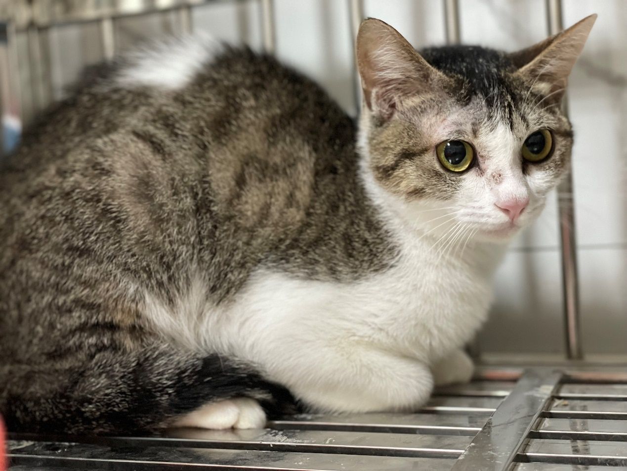 北市信義區虐貓新進度!9貓1狗找原送養人 擇期開放網認養