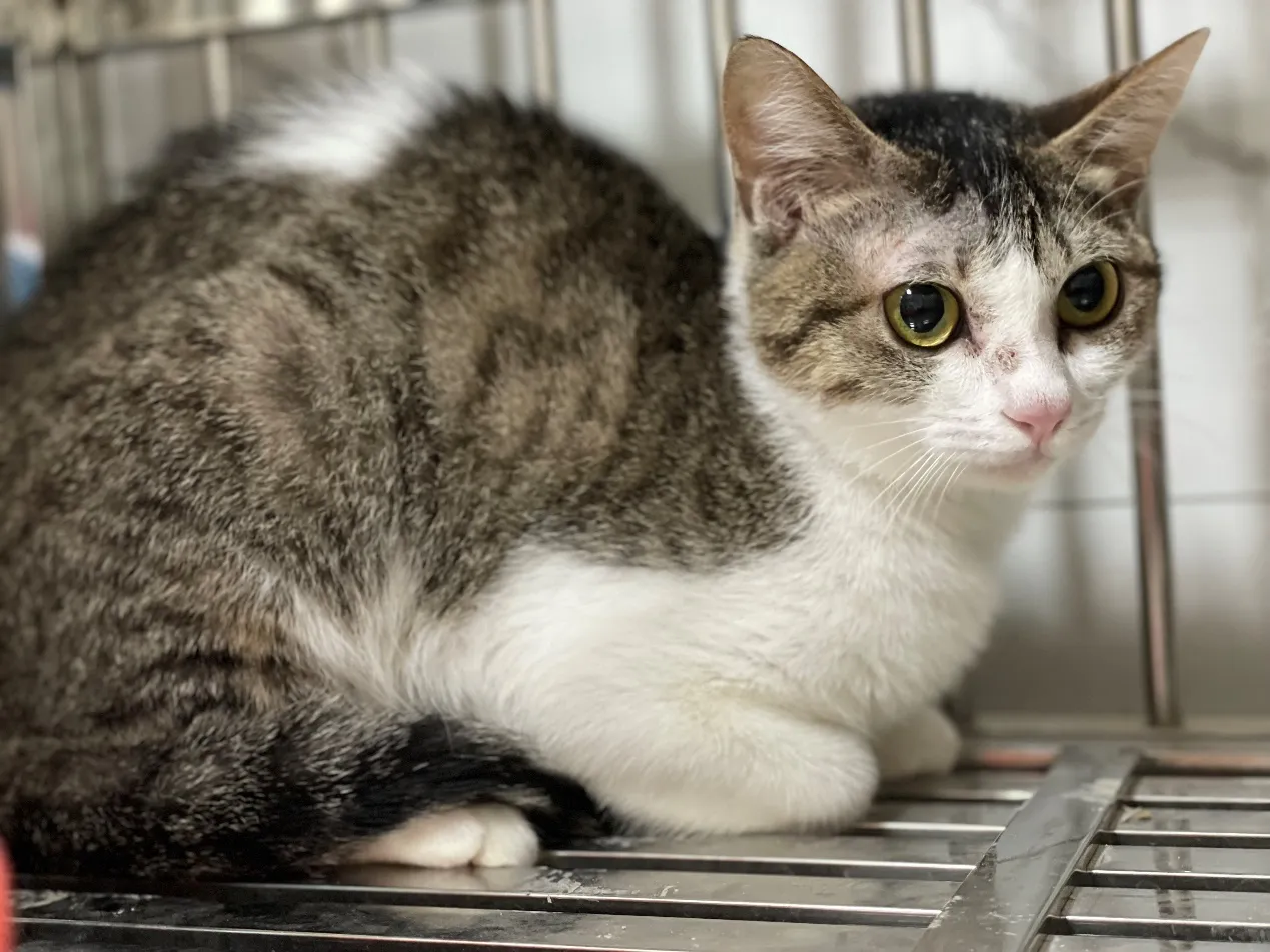 北市信义区虐猫新进度！9猫1狗找原送养人　择期开放网认养