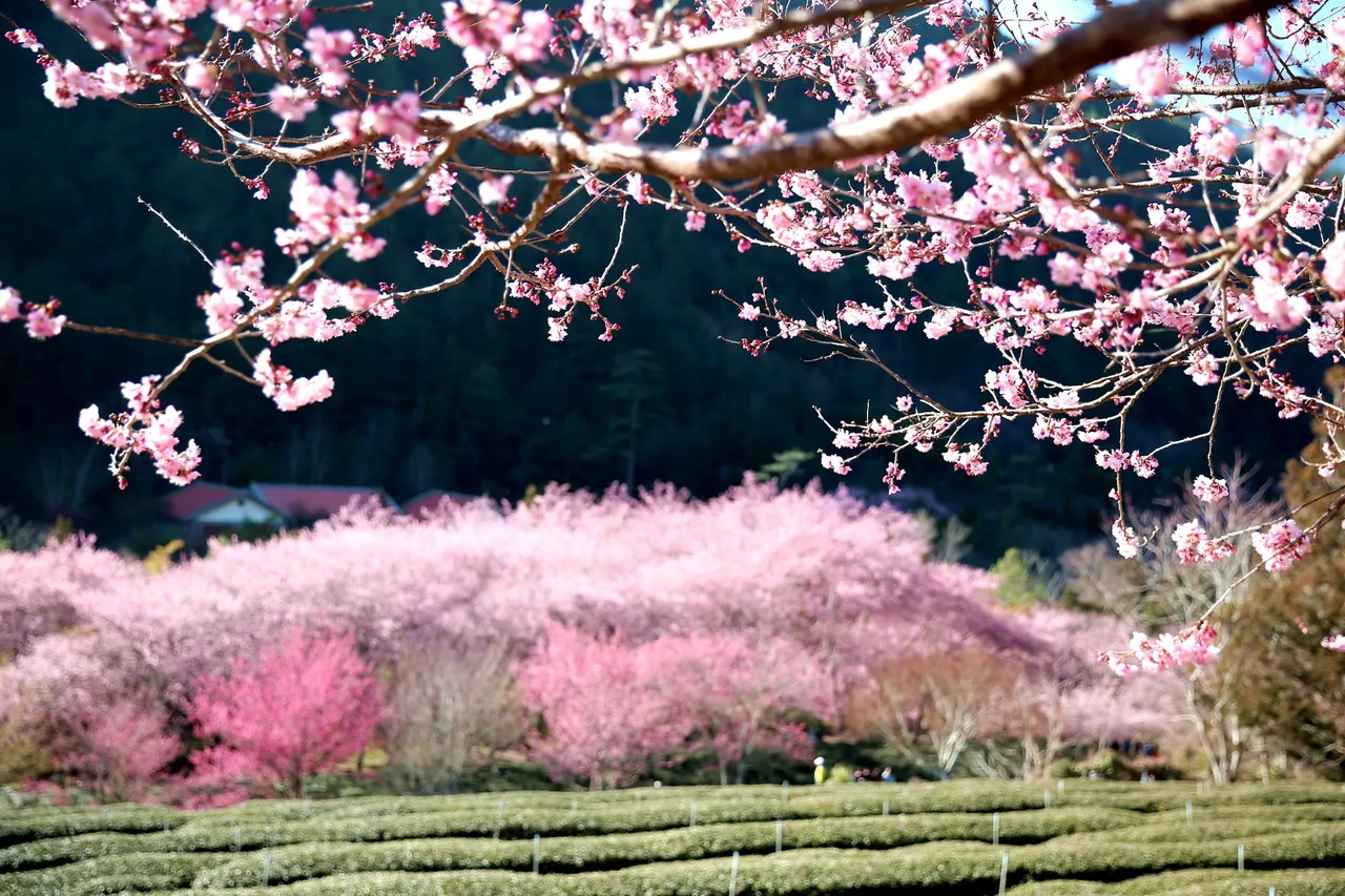 武陵农场樱花美景。武陵农场提供