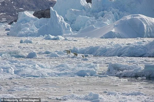 暖化使得海冰减少，进而威胁到北极熊生存。取自网路