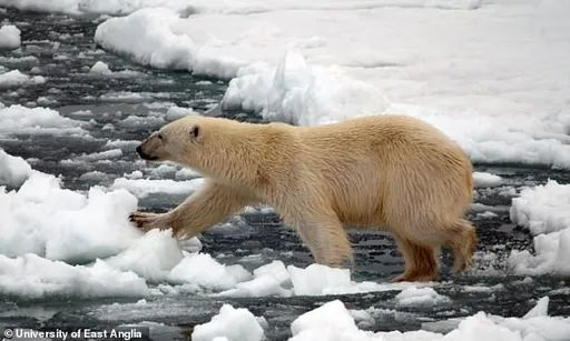 進化的北極熊！研究：為適應暖化　牠們基因變了