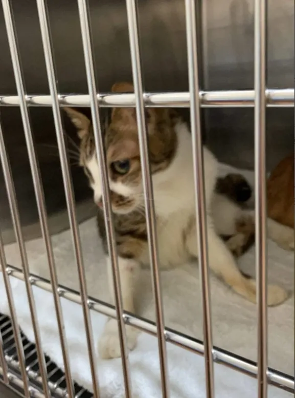 上月動保處人員已經緊急安置受虐貓。翻攝畫面