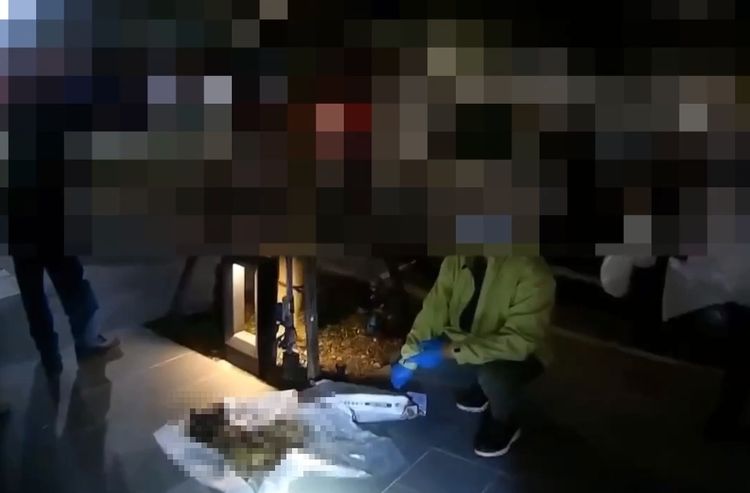 全台貓奴震怒！北市冷血虐貓女再棄12貓屍　垃圾袋一開慘狀曝光