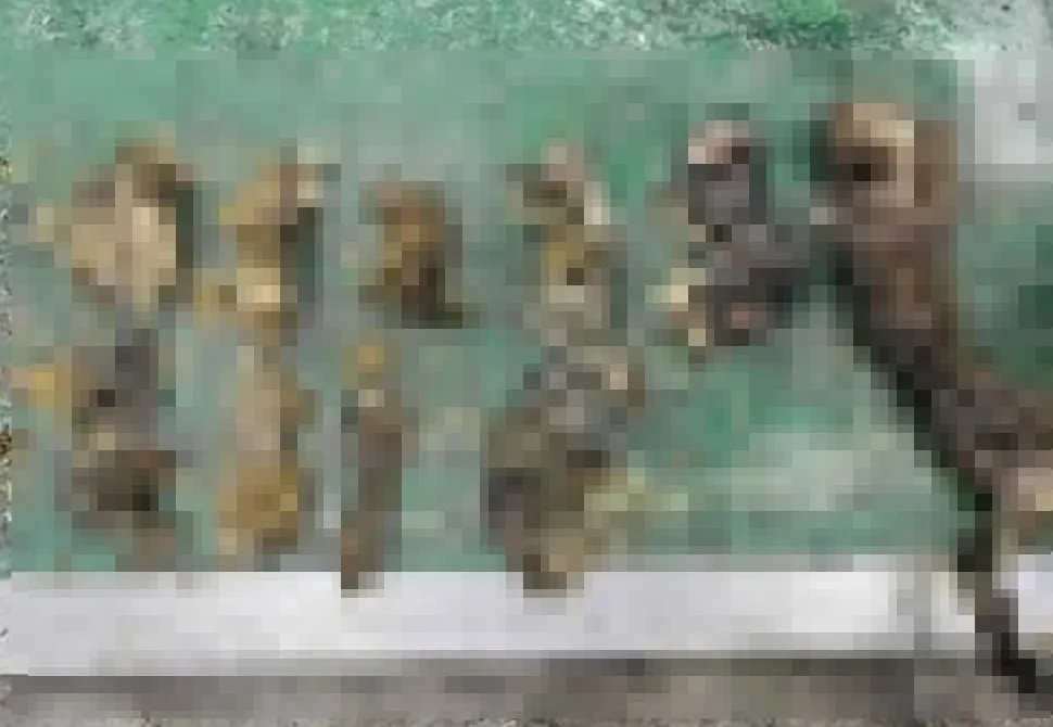 游女所丢弃的10多只猫尸。翻摄画面