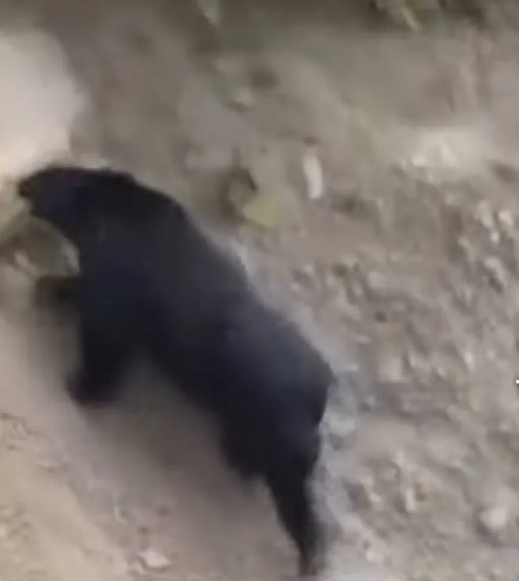 台灣黑熊在北港溪上游對岸山壁處活動，被民眾目擊。林保處提供