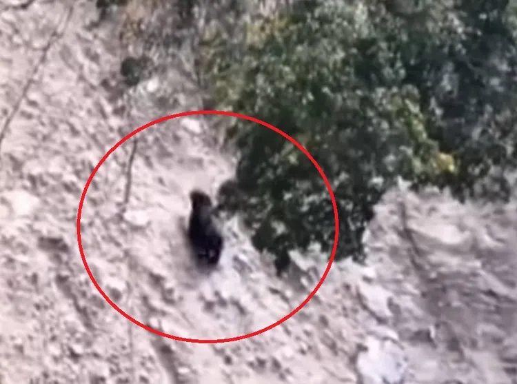 林业保育署接获南投县仁爱乡翠峦部落林先生通报，3日上午于北港溪上游目击1只台湾黑熊于茶园上方山壁活动。林保署提供